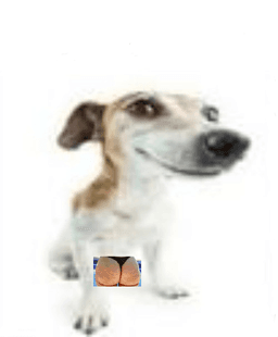 Picture of the author